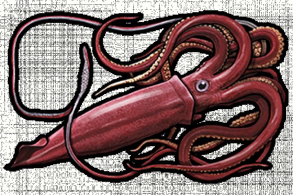Кракен сайт официальный onion