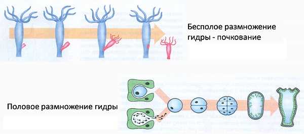 Через какой браузер зайти на кракен